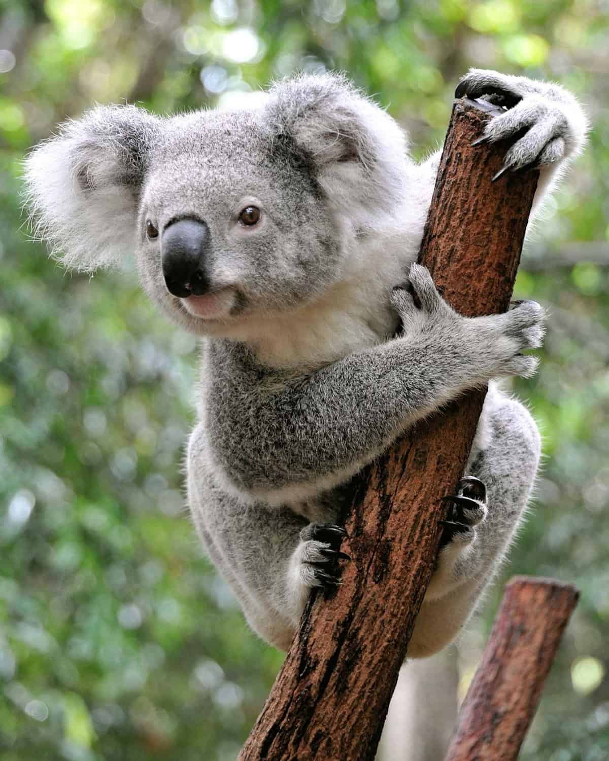 marsupial koala facts