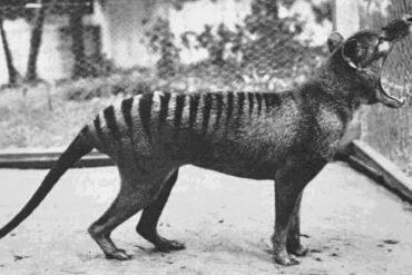 marsupial wolf