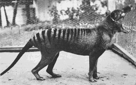 marsupial wolf