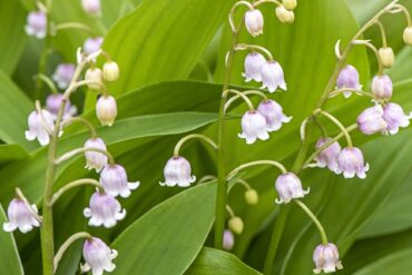 may birth flowers