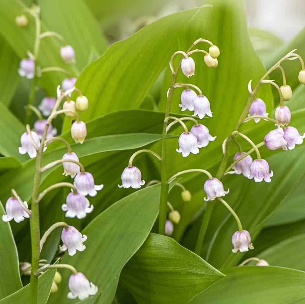 may birth flowers