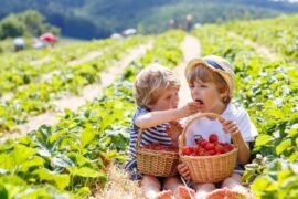 melbourne strawberry farm