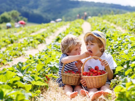 melbourne strawberry farm