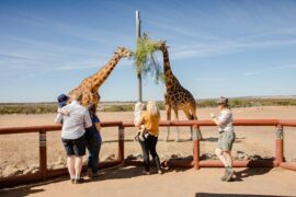 monarto zoo experiences