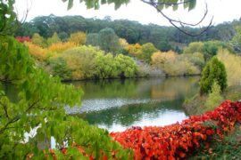 mount lofty botanic garden