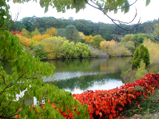 mount lofty gardens