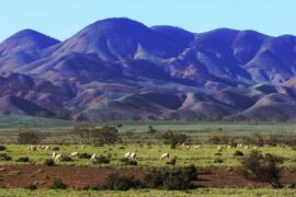 mount remarkable