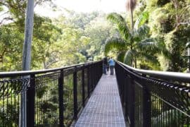 mount tamborine rainforest skywalk