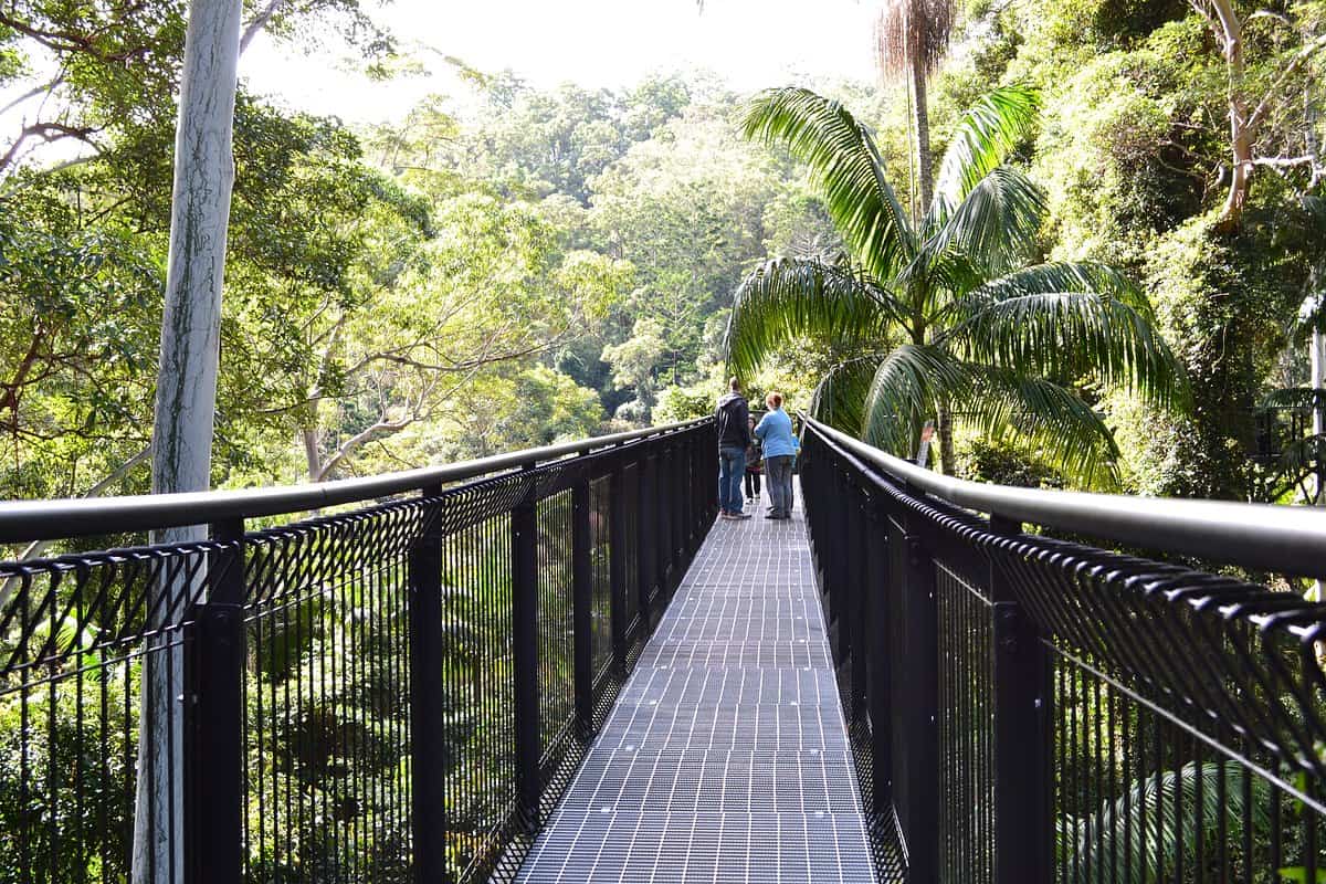 mount tamborine rainforest skywalk