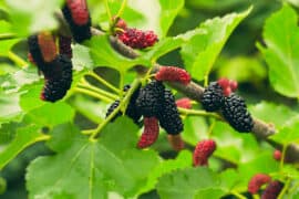 mulberry trees