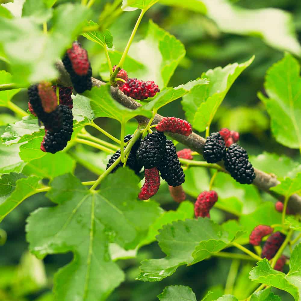 mulberry trees