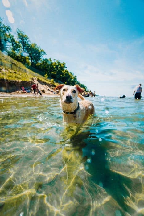 nearest dog beach to me