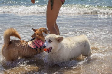 nearest dog friendly beach to me