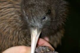 new zealand wildlife