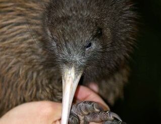 new zealand wildlife