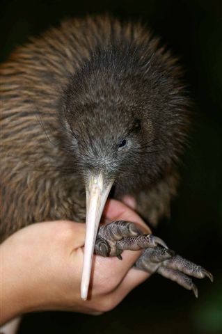 new zealand wildlife