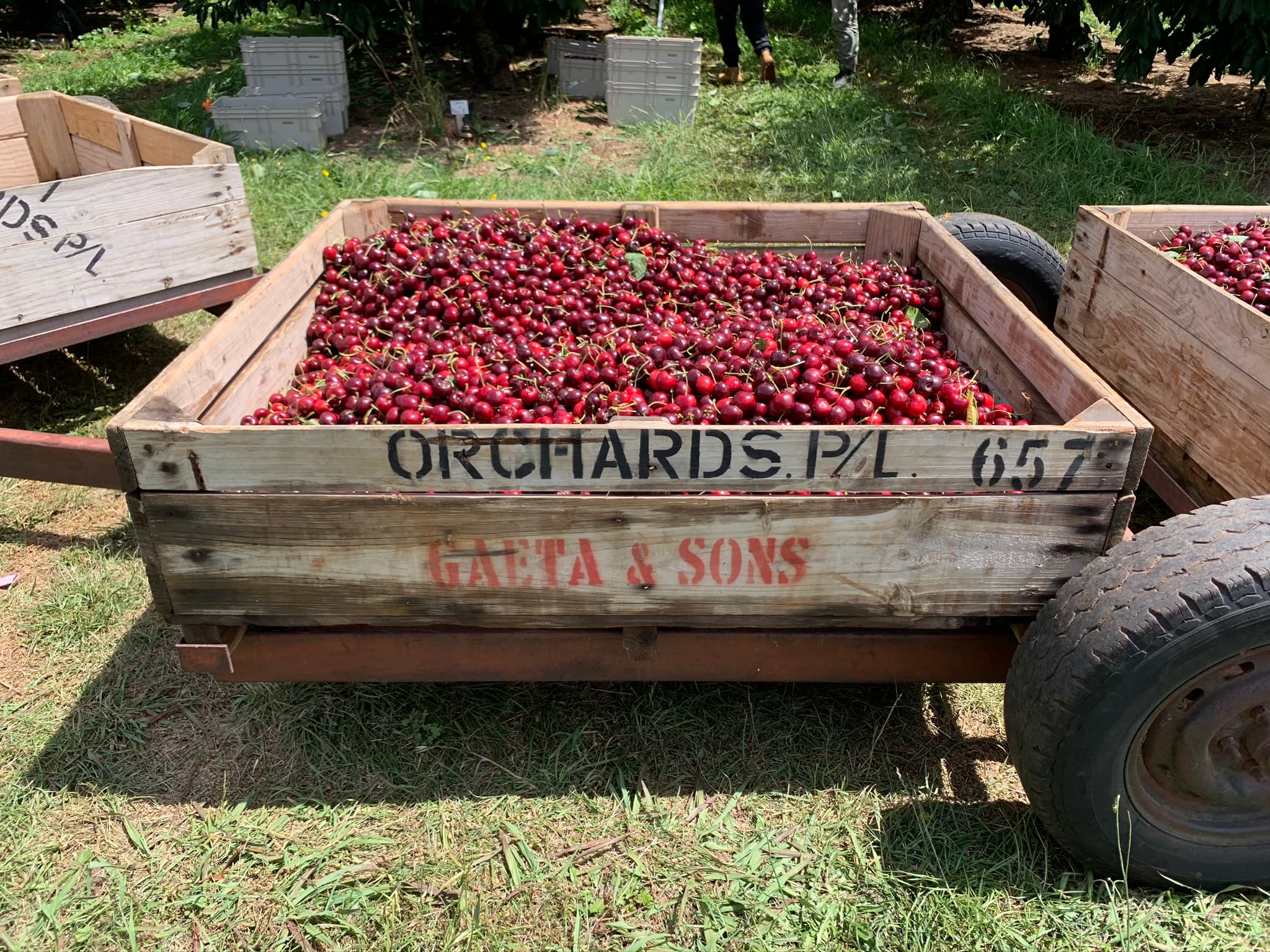 nsw cherry picking sydney