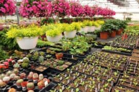 nurseries for plants near me