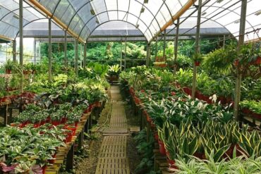 nursery plants near me