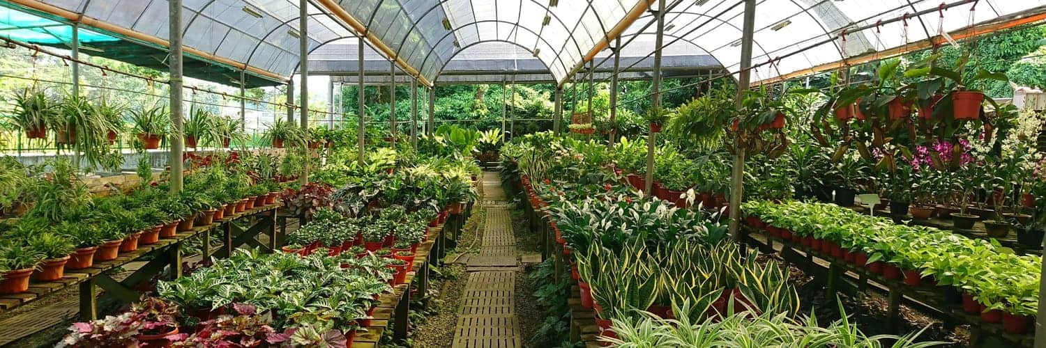 nursery plants near me