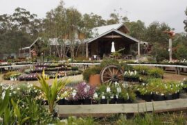 nursery with cafe melbourne