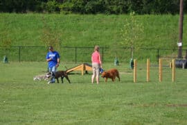 off leash dog areas