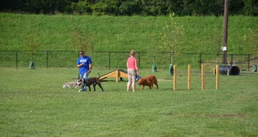 off leash dog areas