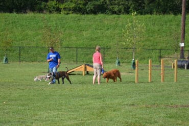 off leash dog areas