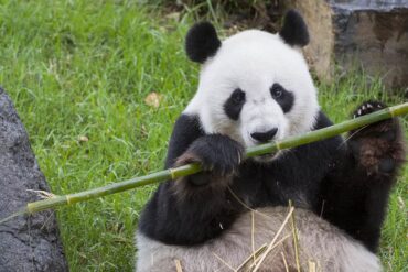 panda adelaide zoo