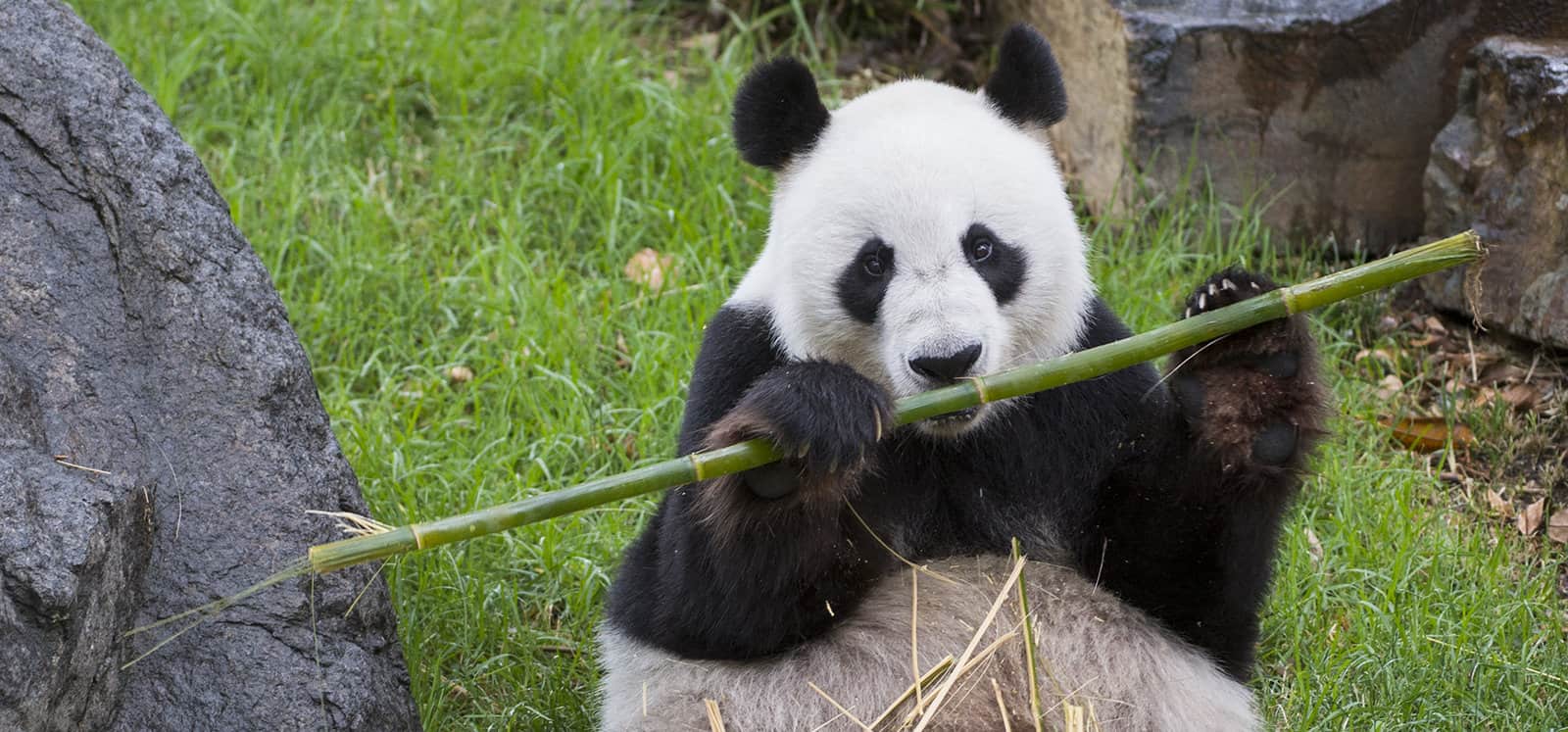 panda adelaide zoo