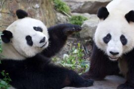 pandas adelaide zoo