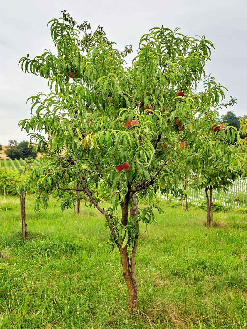 peach tree