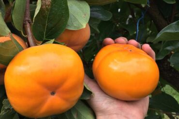 persimmon picking sydney