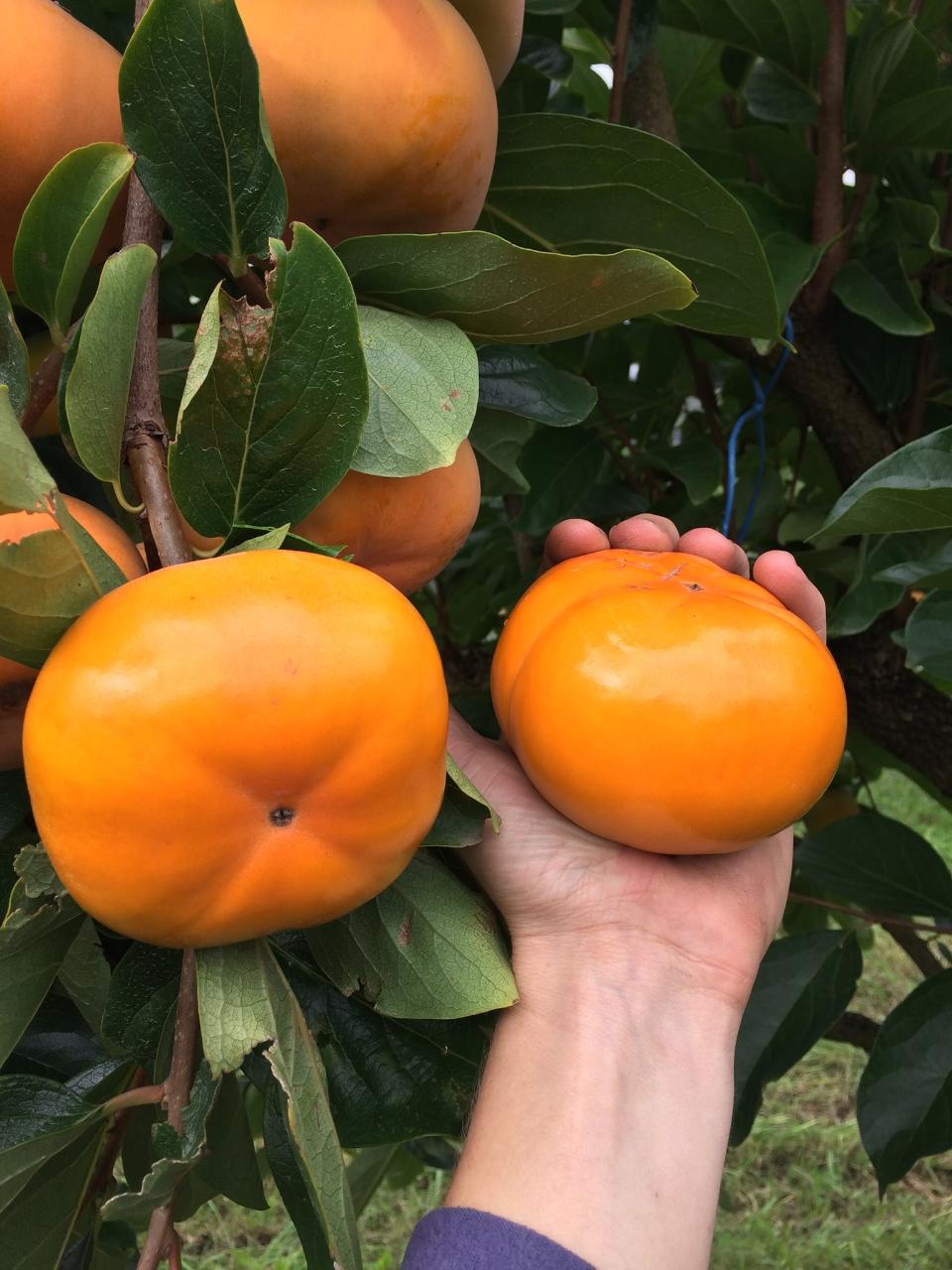 persimmon picking sydney