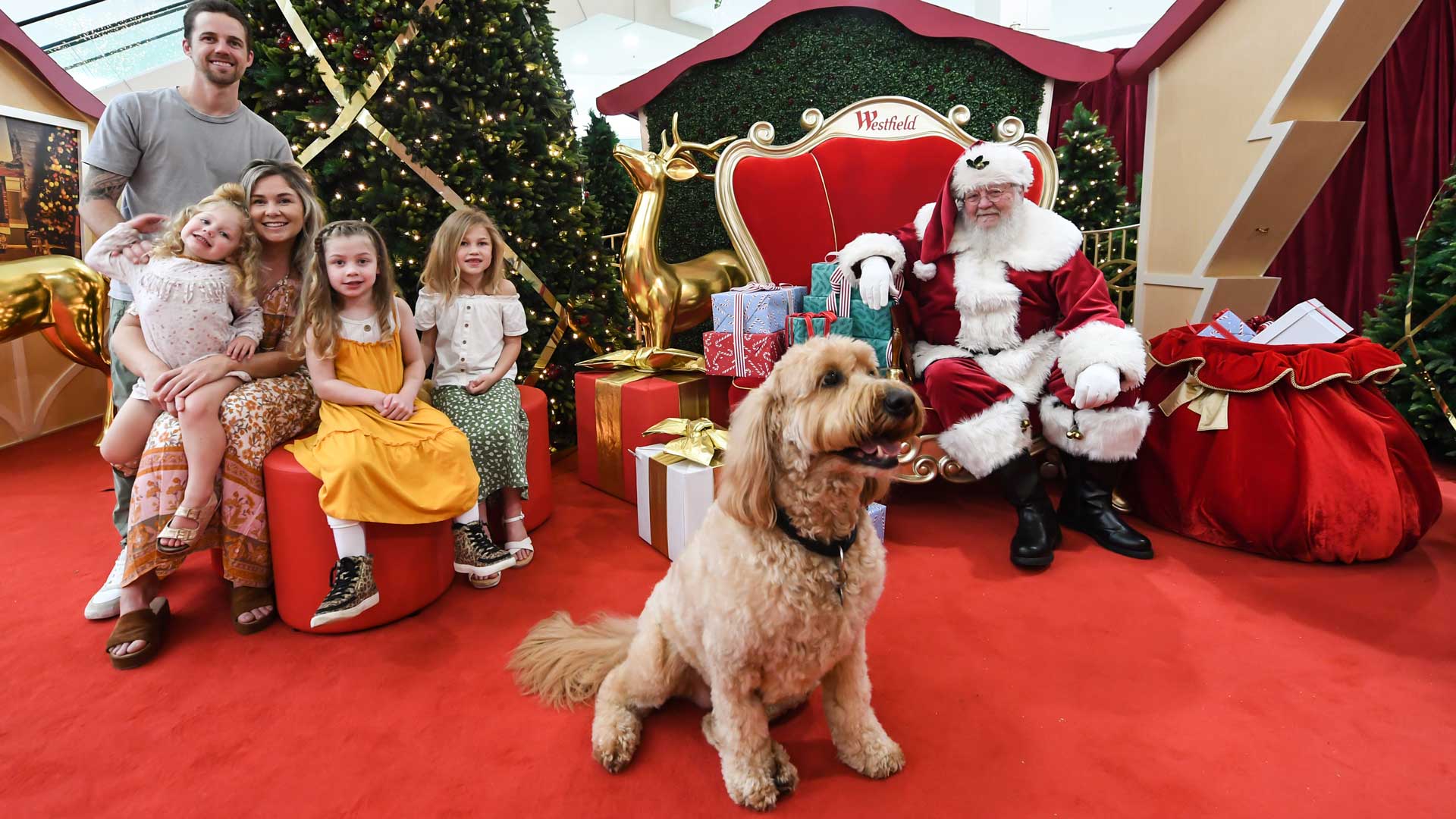 pet santa photo sydney