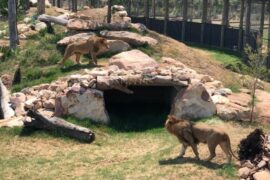 petting zoo western sydney