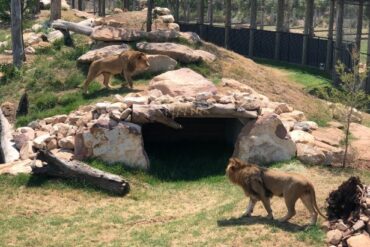 petting zoo western sydney