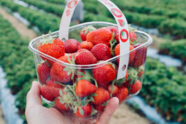 pick strawberries adelaide