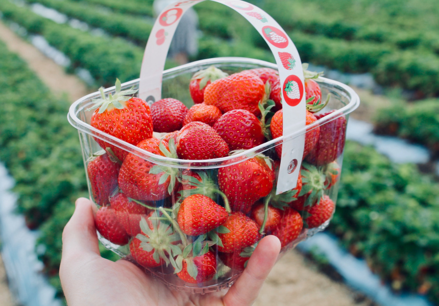 pick strawberries adelaide