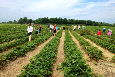 pick strawberries near me