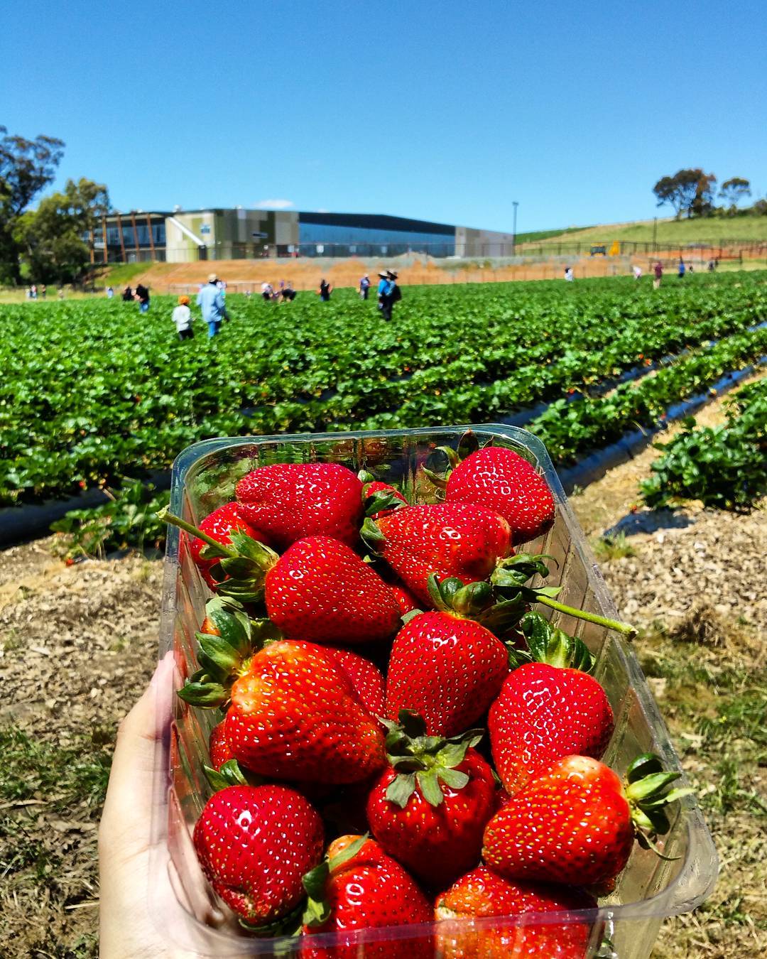 pick strawberries near me adelaide