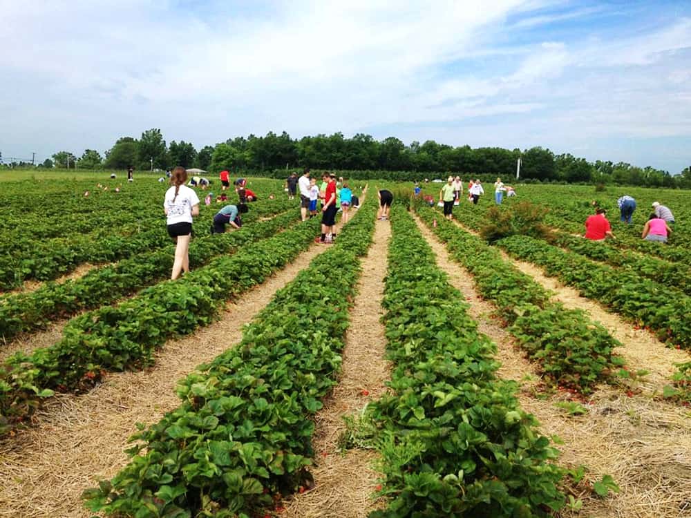 pick strawberries near me