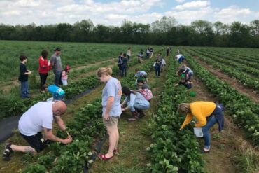 pick strawberry near me