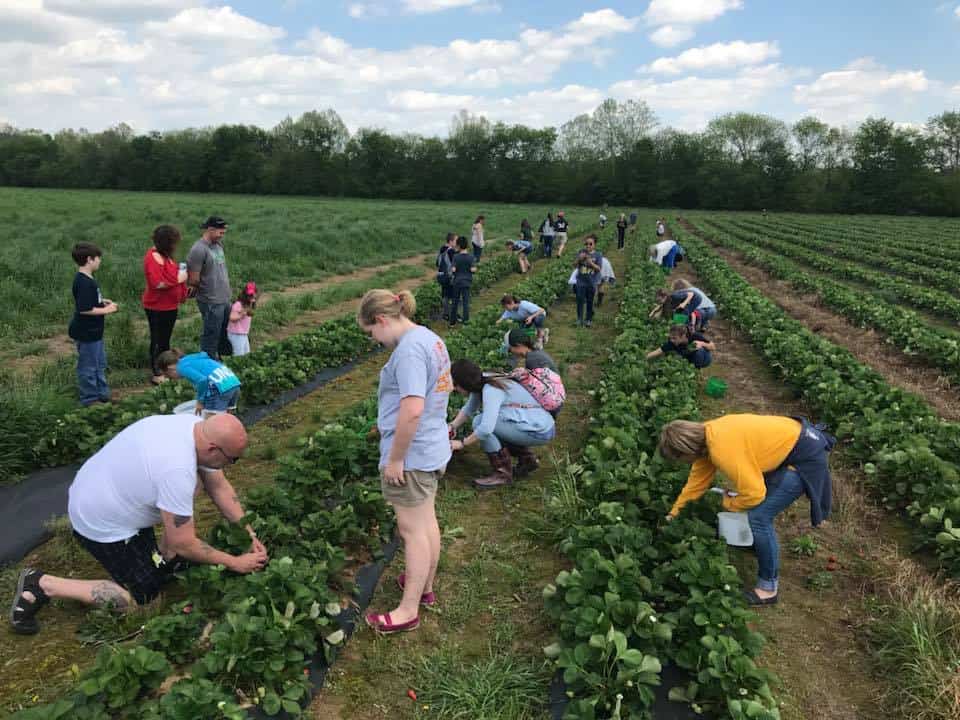 pick strawberry near me