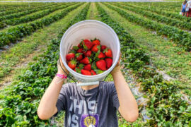 pick up strawberry melbourne