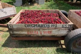 pick your own cherries nsw sydney