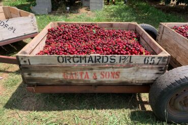 pick your own cherries nsw sydney