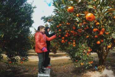 pick your own mandarins sydney