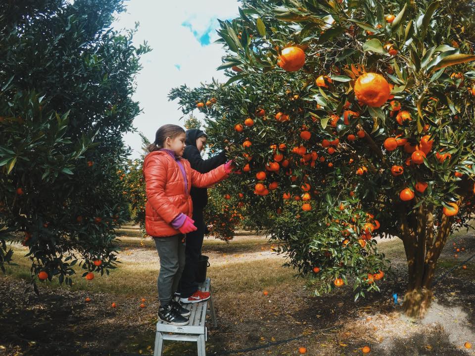 pick your own mandarins sydney