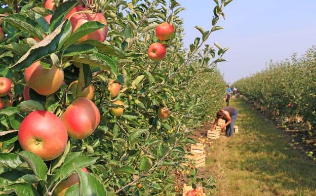 picking fruits near me